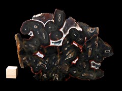 k5298-IMG_4497