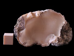k6569