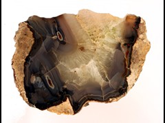 k1164