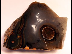 k1219