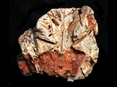k1464