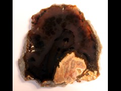 k1554
