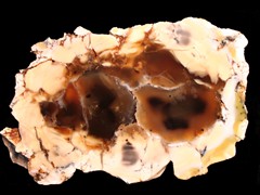 k1644