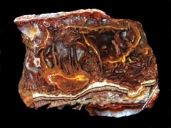 k2429