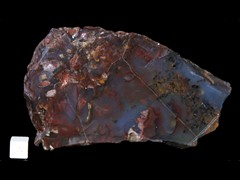 k2631