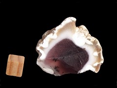 k3386