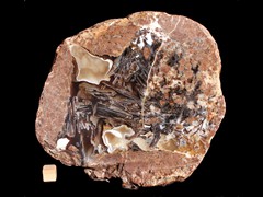 k3855